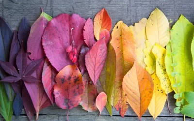 Top Tips for your Autumnal Print Marketing